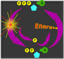 laurent-cycle-ATP